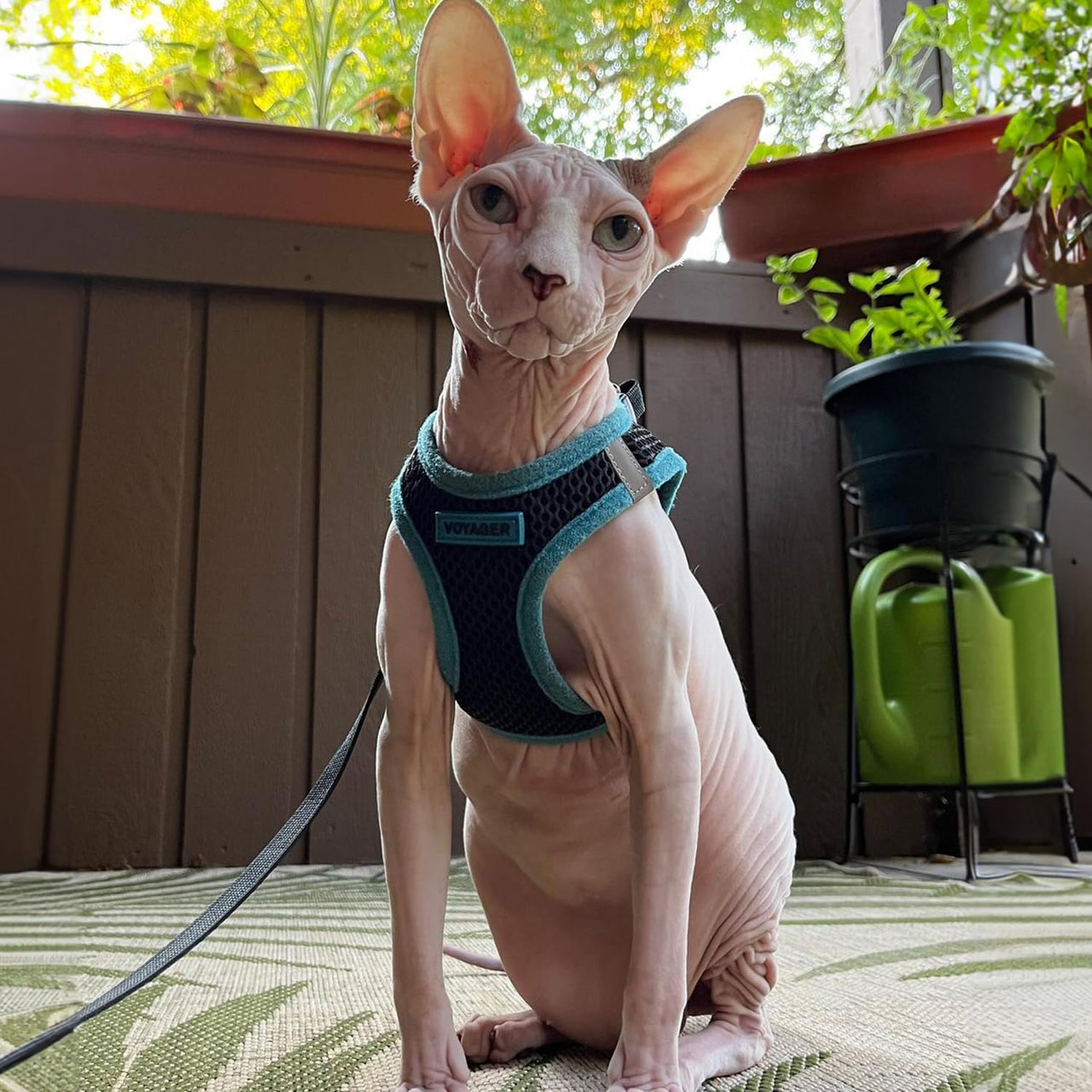 Voyager Step-In Air Dog Harness - All Weather Mesh Step in Vest Harness for Small and Medium Dogs by Best Pet Supplies - Blue Trim, Small S (Chest: 14.5 - 16") Harness (Blue Trim)