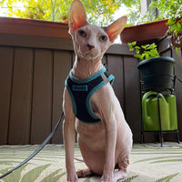 Voyager Step-In Air Dog Harness - All Weather Mesh Step in Vest Harness for Small and Medium Dogs by Best Pet Supplies - Blue Trim, Small S (Chest: 14.5 - 16