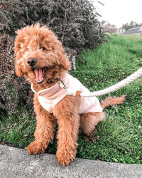 Gooby Fleece Vest Dog Sweater - Peach, Small - Warm Pullover Fleece Dog Jacket with O-Ring Leash - Winter Small Dog Sweater Coat - Cold Weather Dog Clothes for Small Dogs Boy or Girl