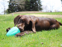 Chew King Premium Treat Dog Toy, XL, Extremely Durable Natural Rubber Toy, Pack of 2, All Breed Sizes X-Large - 2 pack