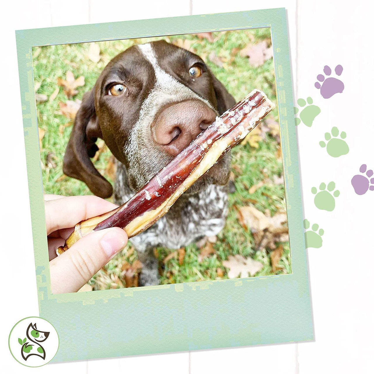 Nature Gnaws Bully Sticks for Large Dogs - Premium Natural Beef Dental Bones - Thick Long Lasting Dog Chew Treats for Aggressive Chewers - Rawhide Free 1 Count (Pack of 1)