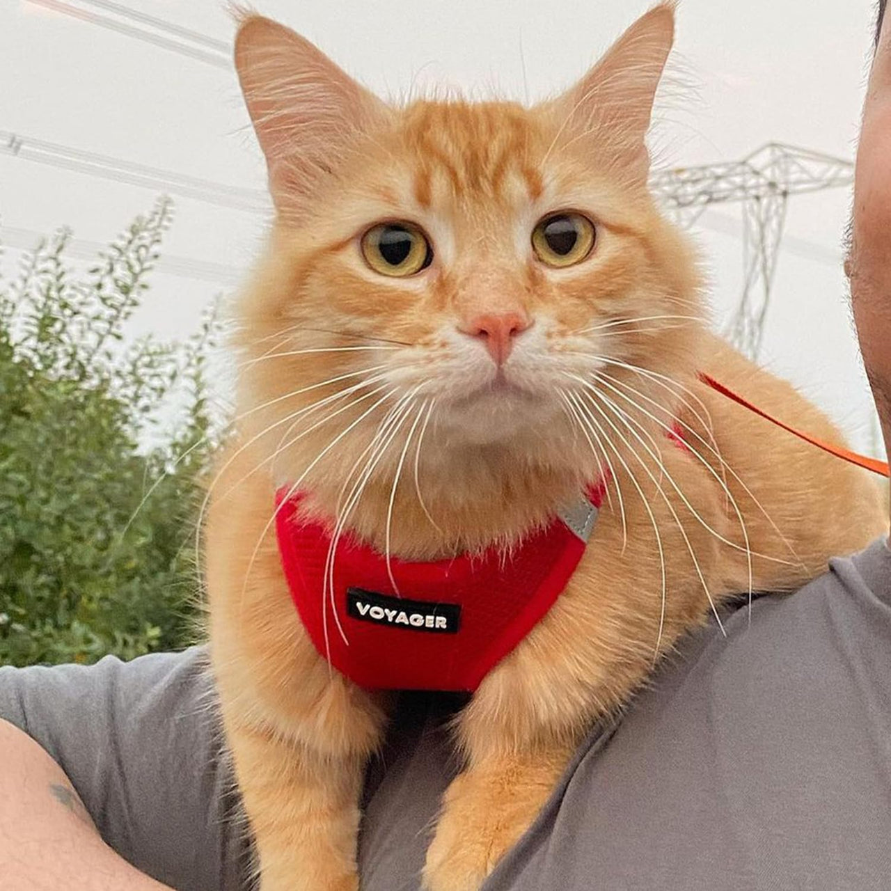 Voyager Step-in Air Dog Harness - All Weather Soft & Breathable Mesh Step in Vest Harness for Small and Medium Dogs and Cats by Best Pet Supplies - Harness (Red), XS (Chest: 13-14.5") Harness (Red) XS (Chest: 13 - 14.5")