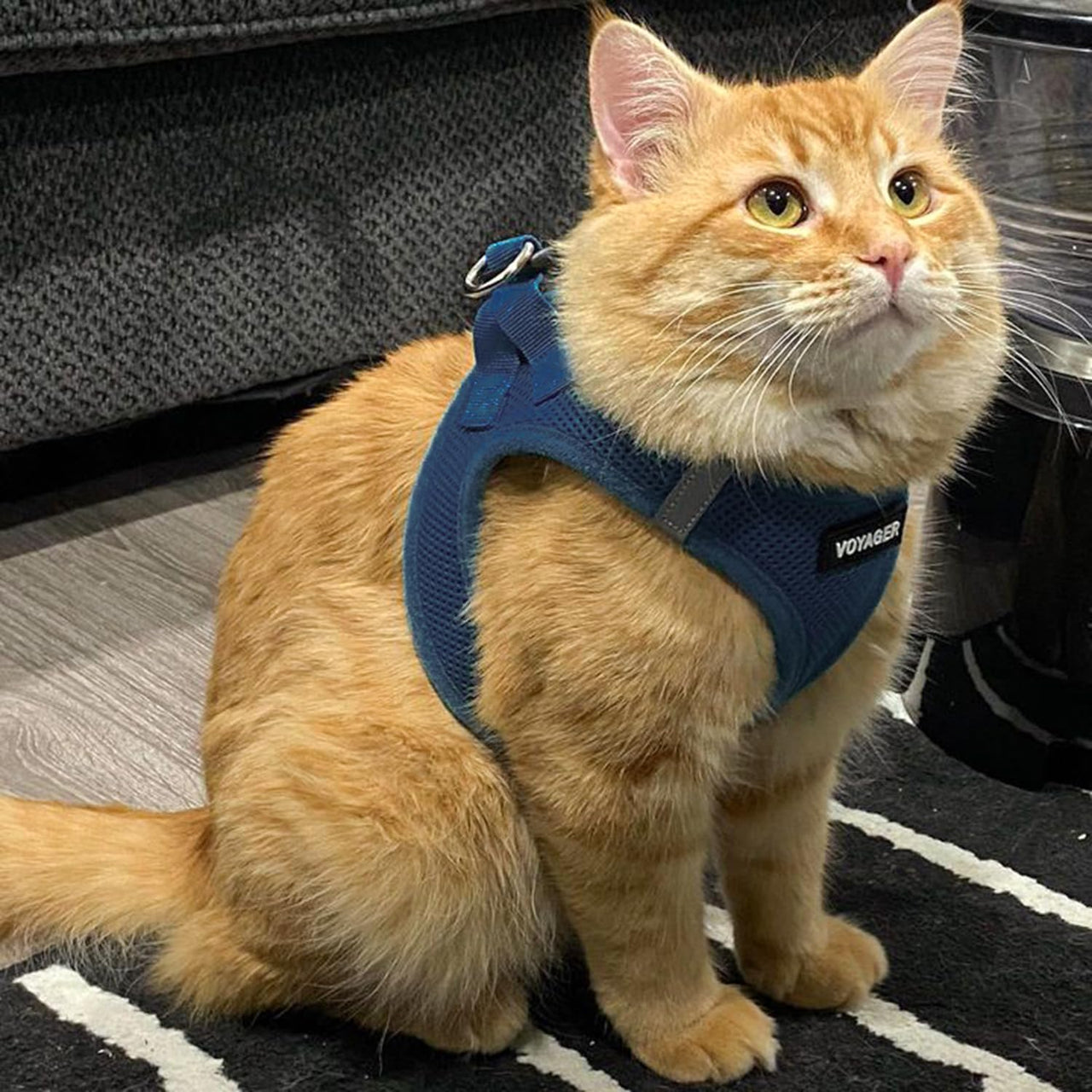 Voyager Step-in Air Dog Harness - All Weather Mesh Step in Vest Harness for Small and Medium Dogs and Cats by Best Pet Supplies - Harness (Blue), XS (Chest: 13-14.5") Harness (Blue) XS (Chest: 13 - 14.5")