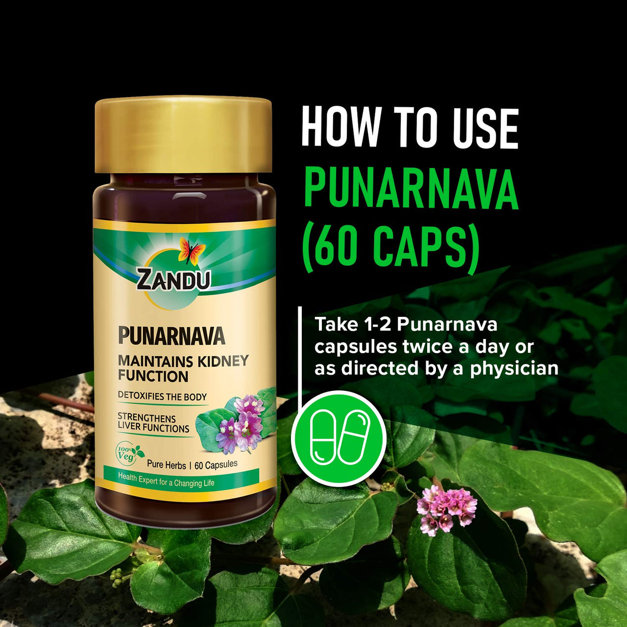 Zandu Punarnava Capsules, With Goodness of Natural Punarnava Extract known for Good Gut Health & for Healthy Appetite, Helps for Heart and Urinary Health - 60 Veg capsules