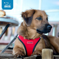 Voyager Step-in Air Dog Harness - All Weather Mesh Step in Vest Harness for Small and Medium Dogs by Best Pet Supplies - Orange Trim, XL Harness (Black/Orange Trim) XL (Chest: 20.5 - 23
