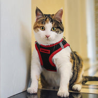 Voyager Step-in Air Dog Harness - All Weather Mesh Step in Vest Harness for Small and Medium Dogs by Best Pet Supplies - Red Trim, M Harness (Black/Red Trim) M (Chest: 16 - 18