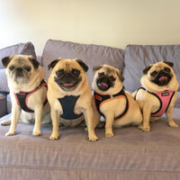 Voyager Step-in Air Dog Harness - All Weather Mesh Step in Vest Harness for Small and Medium Dogs and Cats by Best Pet Supplies - Harness (Blue/Black Trim), XS (Chest: 13-14.5