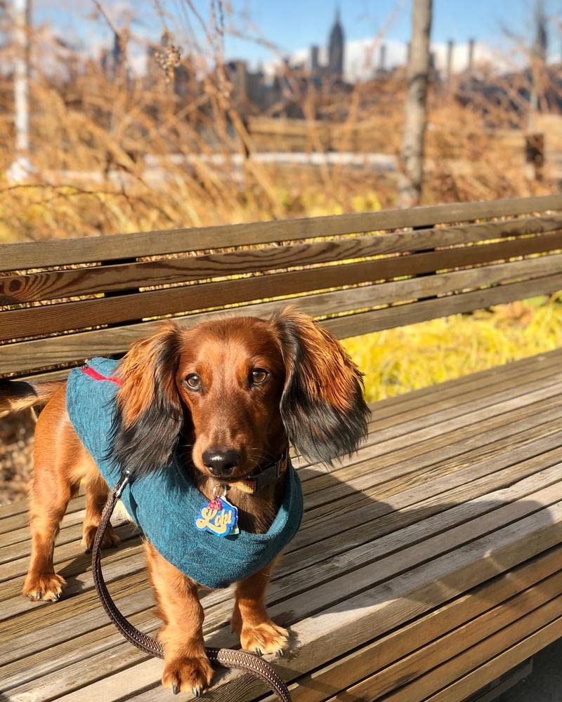 Gooby Zip Up Fleece Dog Sweater - Turquoise Wash, Small - Warm Pullover Fleece Step-in Dog Jacket with Dual D Ring Leash - Winter Small Dog Sweater - Dog Clothes for Small Dogs Boy and Medium Dogs Small chest (~13.5")