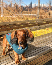 Gooby Zip Up Fleece Dog Sweater - Fuchsia Wash, Large - Warm Pullover Fleece Step-in Dog Jacket with Dual D Ring Leash - Winter Small Dog Sweater - Dog Clothes for Small Dogs Boy and Medium Dogs Large chest (~20