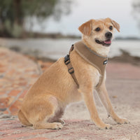 Aerolite No Pull Mesh Dog Harness with Lightweight, Soft, Breathable Chest Coverage, Reflective Stitching, and Adjustable Straps for Walking, Running, Training, Heavy Duty and Durable - Beige, XL