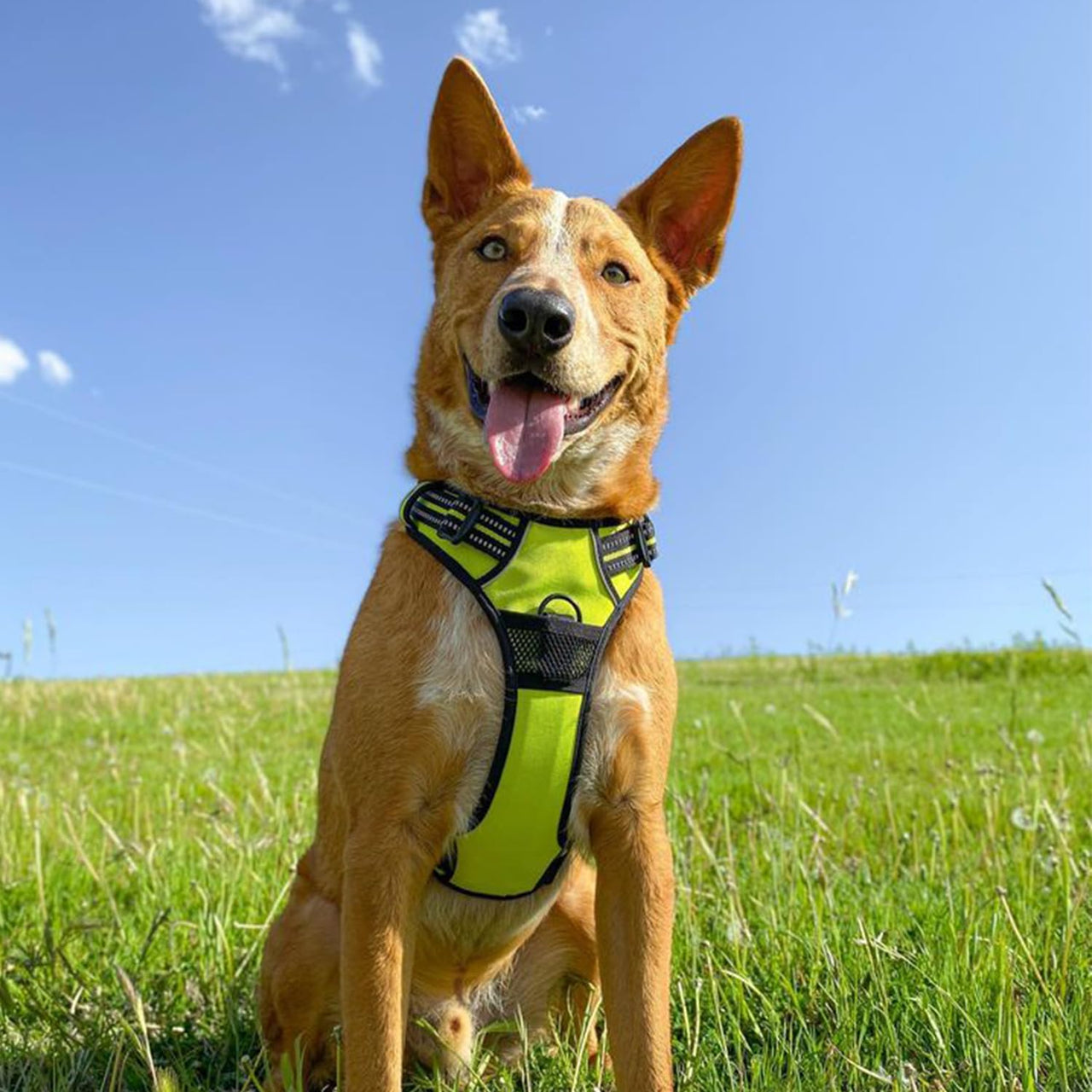 Dog Harness Dual Leash Attachment No-Pull Control Adjustable Soft but Strong Pet Harness for Medium and Large Dogs with 3M Reflective Technology - Lime Green, XL (Chest: 28 - 37") XL (Chest: 28 - 37") Harness (Lime Green Nylon)