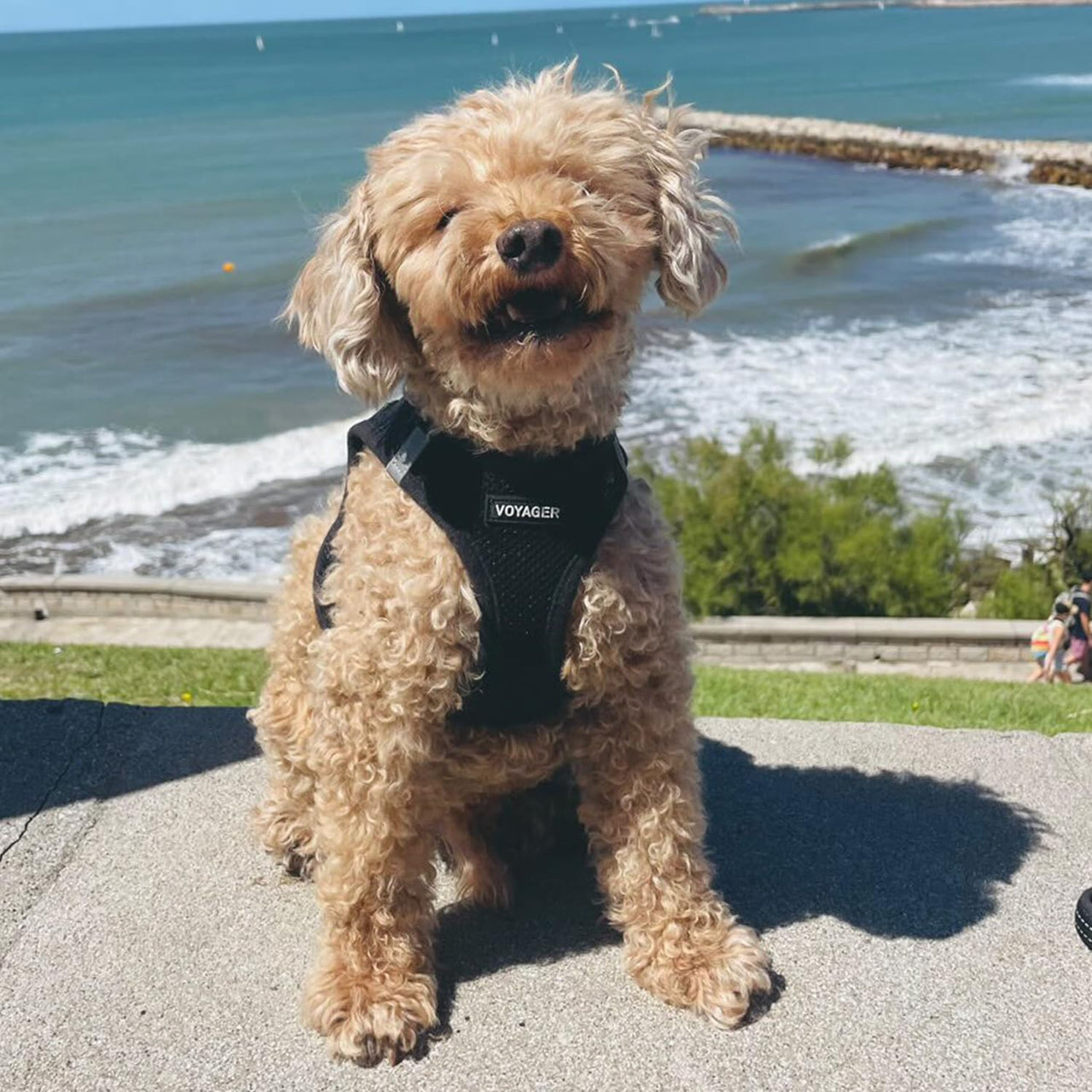 Voyager Step-in Air Dog Harness - All Weather Mesh Step in Vest Harness for Small and Medium Dogs and Cats by Best Pet Supplies - Harness (Black), M (Chest: 16-18") Harness (Black) M (Chest: 16 - 18")