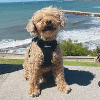 Voyager Step-in Air Dog Harness - All Weather Mesh Step in Vest Harness for Small and Medium Dogs and Cats by Best Pet Supplies - Harness (Black), M (Chest: 16-18