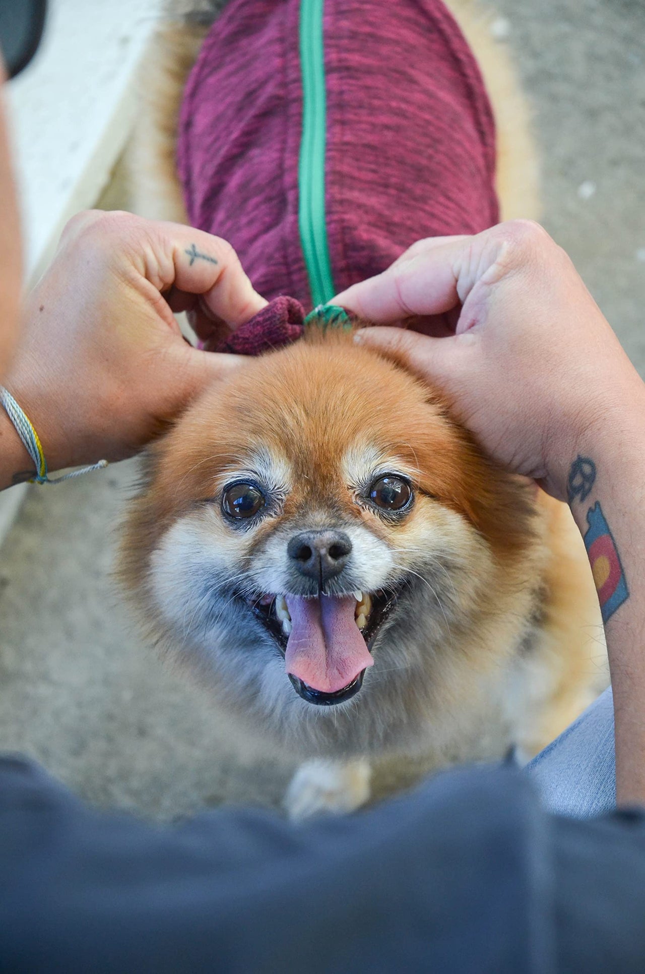 Gooby Zip Up Fleece Dog Sweater - Fuchsia Wash, X-Large - Warm Pullover Fleece Step-in Dog Jacket with Dual D Ring Leash - Winter Small Dog Sweater - Dog Clothes for Small Dogs Boy and Medium Dogs X-Large chest (~22.5")