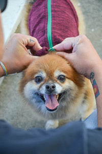 Gooby Zip Up Fleece Dog Sweater - Fuchsia Wash, Medium - Warm Pullover Fleece Step-in Dog Jacket with Dual D Ring Leash - Winter Small Dog Sweater - Dog Clothes for Small Dogs Boy and Medium Dogs