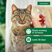 Advantage II Large Cat Vet-Recommended Flea Treatment & Prevention | Cats Over 9 lbs. | 2-Month Supply 2-Pack Large Cat only