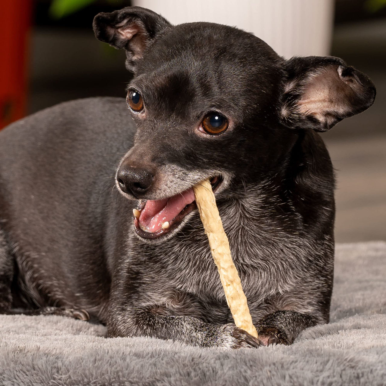 Pet Factory American Beefhide 5" Munch Mini Rolls Dog Chew Treats - Chicken Flavor, 1.5 lbs 1.5 lb (Pack of 1)