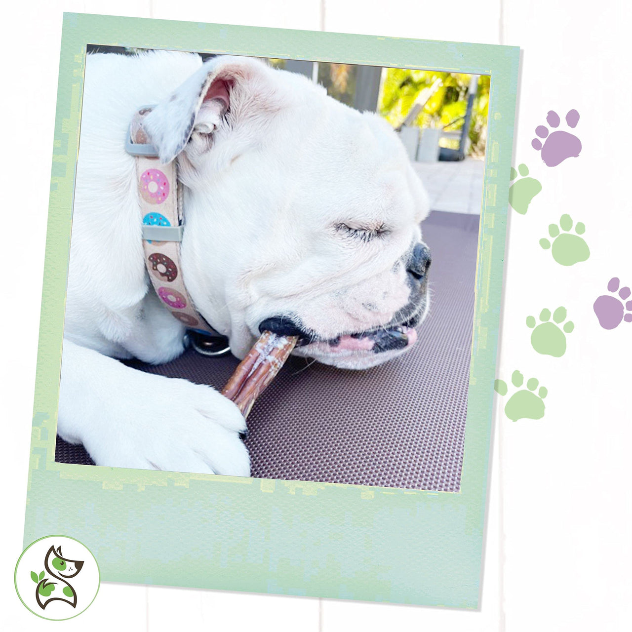 Nature Gnaws Bully Sticks for Large Dogs - Premium Natural Beef Bones - Thick Long Lasting Dog Chew Treats for Aggressive Chewers - Rawhide Free - 6 Inch (3 Count) 6 Inch 3 Count