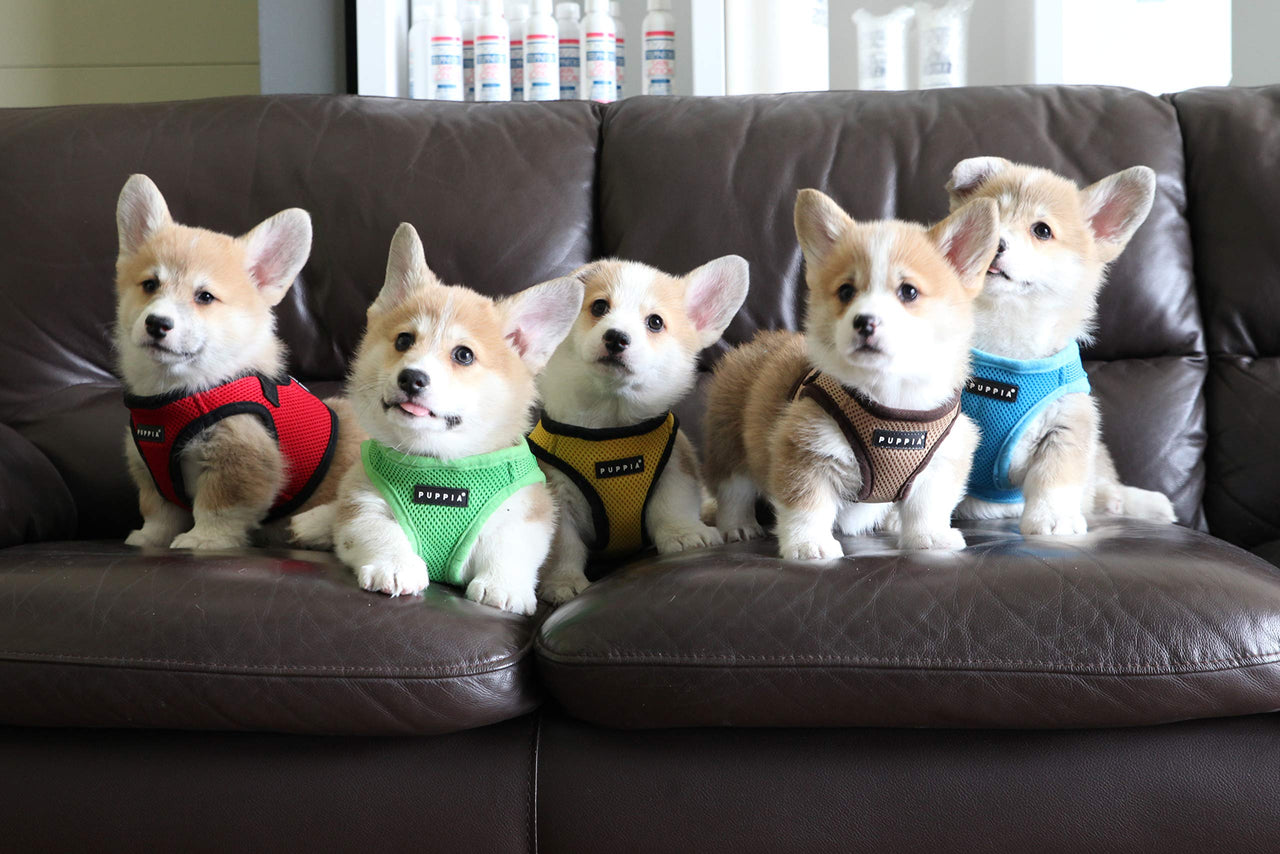 PUPPIA International Puppia Harness Soft B Vest RED Large Large (12-1/5" Neck Girth x 16" - 17" Breast Girth)