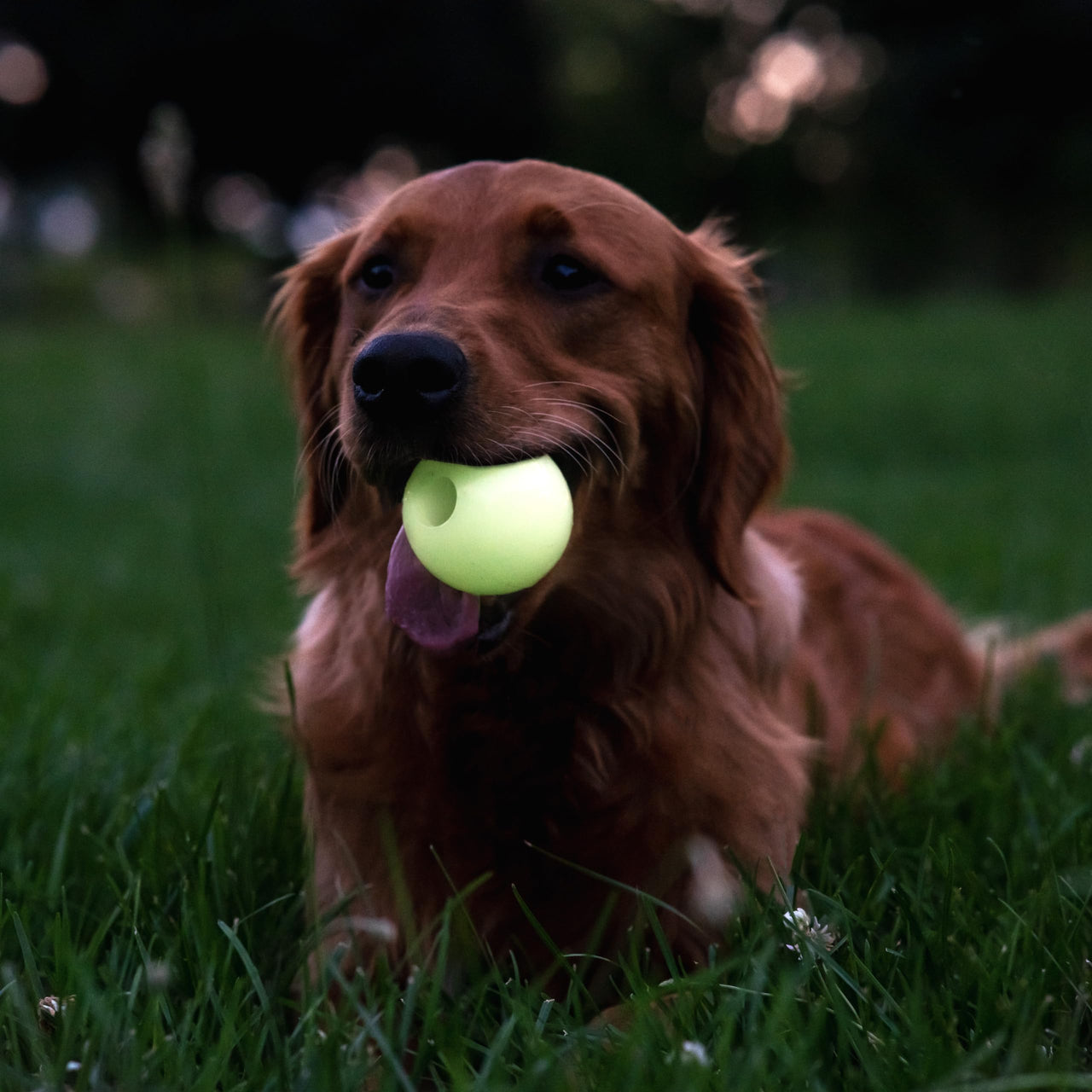 Harry Barker Rubber Balls and Rubber Chew Stick, Rubber Bone for Dogs - 2.5" Glow Balls