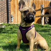 Voyager Step-in Air Dog Harness - All Weather Mesh Step in Vest Harness for Small and Medium Dogs and Cats by Best Pet Supplies - Harness (Purple/Black Trim), XL (Chest: 20.5-23