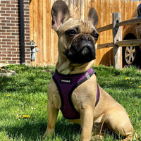 Voyager Step-in Air Dog Harness - All Weather Mesh Step in Vest Harness for Small and Medium Dogs and Cats by Best Pet Supplies - Harness (Purple/Black Trim), S (Chest: 14.5-16