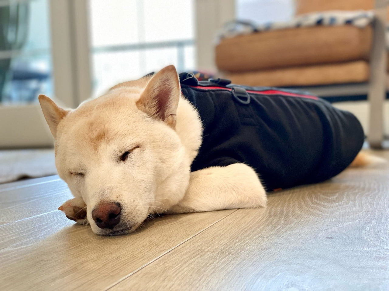 Gooby Zip Up Fleece Dog Sweater - Black, Medium - Warm Pullover Fleece Step-in Dog Jacket with Dual D Ring Leash - Winter Small Dog Sweater - Dog Clothes for Small Dogs Boy and Medium Dogs Medium chest (~17.5")