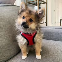 Voyager Step-in Air Dog Harness - All Weather Mesh Step in Vest Harness for Small and Medium Dogs and Cats by Best Pet Supplies - Harness (Red/Black Trim), L (Chest: 18-20.5