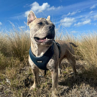 Air Frontier Mesh Dog Harness with Steel Leash D-Ring, Reflective Stitching, and Lightweight Breathable No-Pull Design, Adjustable Neck and Chest Straps for Small to Large Breeds - BUW, S