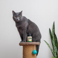 NOW Pet Health, G.I. Support Supplement, Formulated for Cats & Dogs, NASC Certified, 90 Chewable Tablets Light Brown