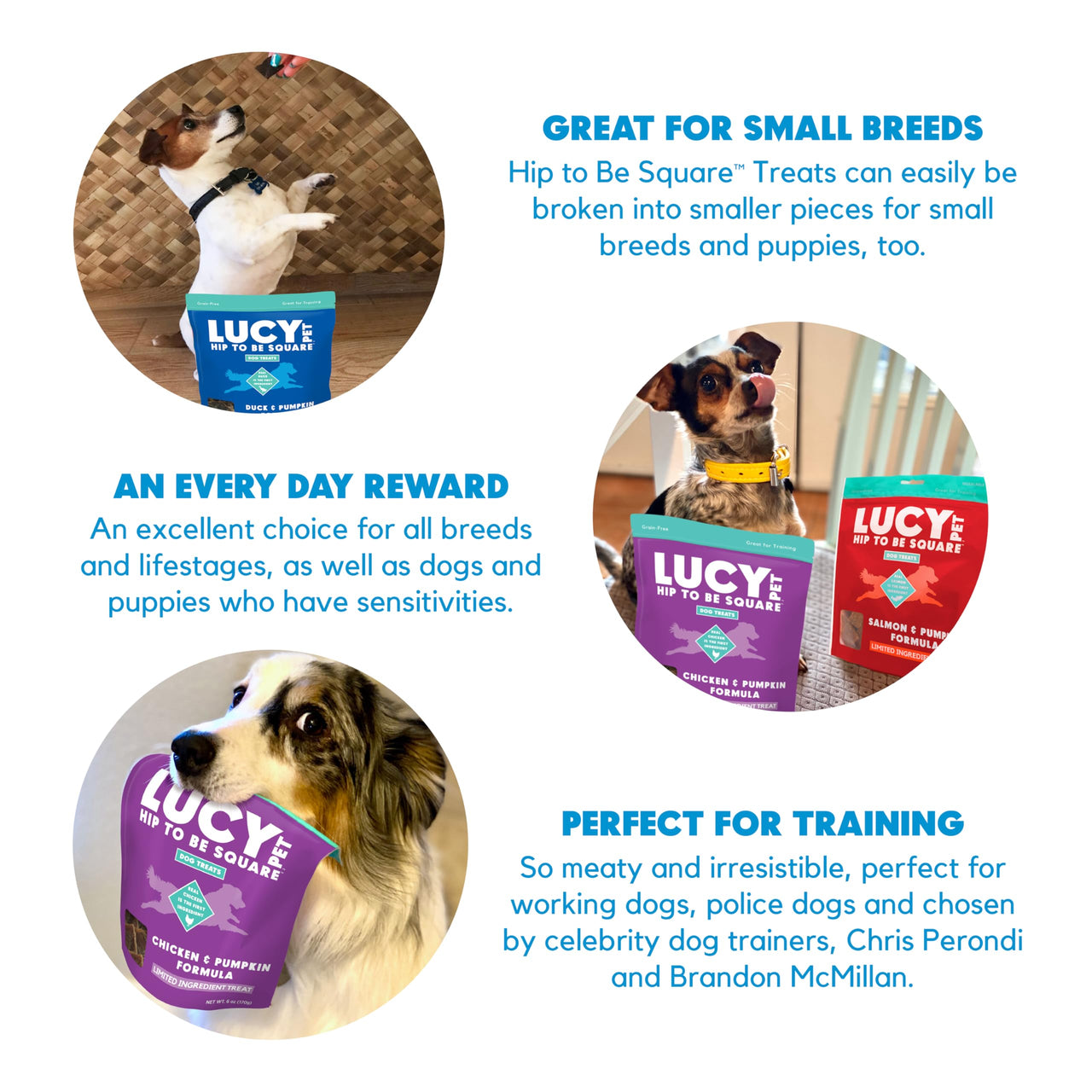 Lucy Pet Hip To Be Square Salmon And Pumpkin Dog Treats 6Oz 6 Ounce (Pack of 1)