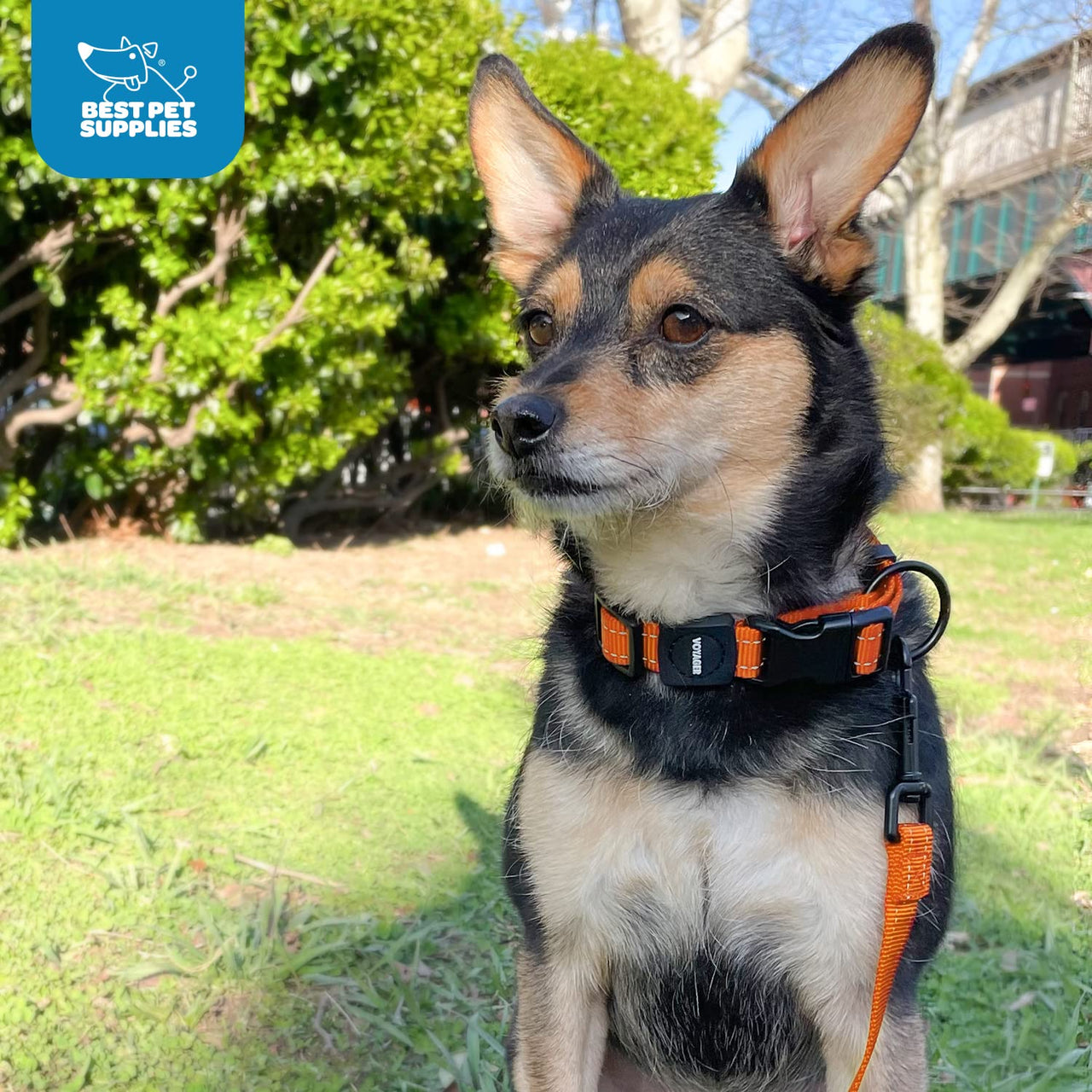 Voyager Reflective Dog Leash Collar Set with Neoprene Handle Supports Small, Medium, and Large Breed Puppies, Cute and Heavy Duty for Walking, Running, and Training - Orange, S