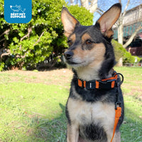 Voyager Reflective Dog Leash Collar Set with Neoprene Handle Supports Small, Medium, and Large Breed Puppies, Cute and Heavy Duty for Walking, Running, and Training - Baby Blue, M Leash Collar Set (Baby Blue) Leash Collar Set (3/4