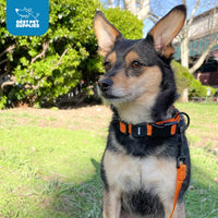 Voyager Reflective Dog Leash Collar Set with Neoprene Handle Supports Small, Medium, and Large Breed Puppies, Cute and Heavy Duty for Walking, Running, and Training - Blue, M Leash Collar Set (Blue) Leash Collar Set (3/4