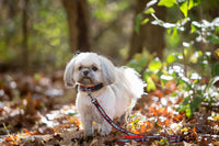 MLB PET Leash, Large, Minnesota Twins Dog Leash, Baseball Team Leash for Dogs & Cats. A Shiny & Colorful Dog & Cat Leash with Emboridered Team Name/Logo Licensed by the MLB