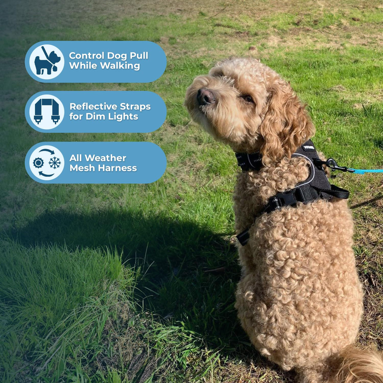 Dog Harness Dual Leash Attachment No-Pull Control Adjustable Soft but Strong Pet Harness for Medium and Large Dogs with 3M Reflective Technology - Black, XS (Chest: 13 - 16") XS (Chest: 13 - 16") Harness (Black Nylon)