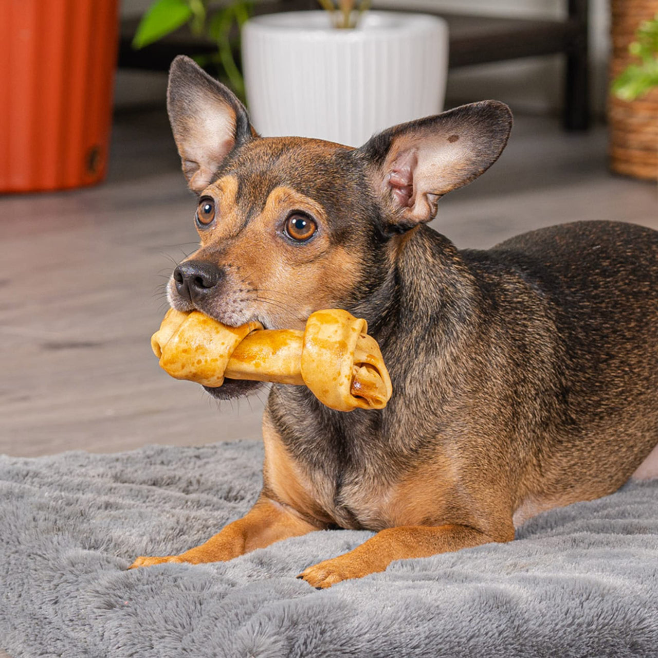 Pet Factory American Beefhide 4-5" Knotted Bones Dog Chew Treats - Chicken Flavor, 8 Count/1 Pack 8 Count (Pack of 1)