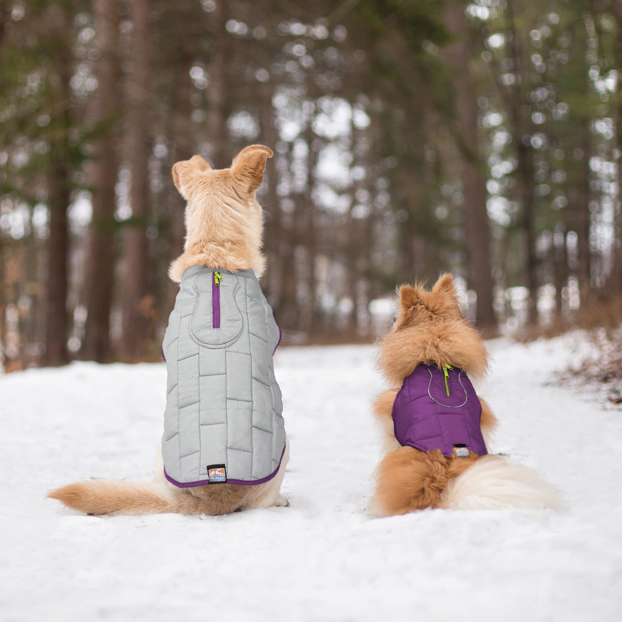Kurgo Loft Dog Jacket, Reversible Dog Coat, Wear with Harness or Sweater, Water Resistant, Reflective, Winter Coat For Small Dogs (Deep Violet, XS) Extra Small Deep Violet/Charcoal
