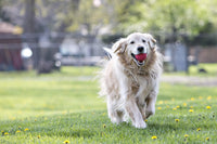 Jolly Pets Tuff Tosser Bouncing Ball Tog Toy/Treat Holder, 4 Inches, Red, All Breed Sizes Red 4