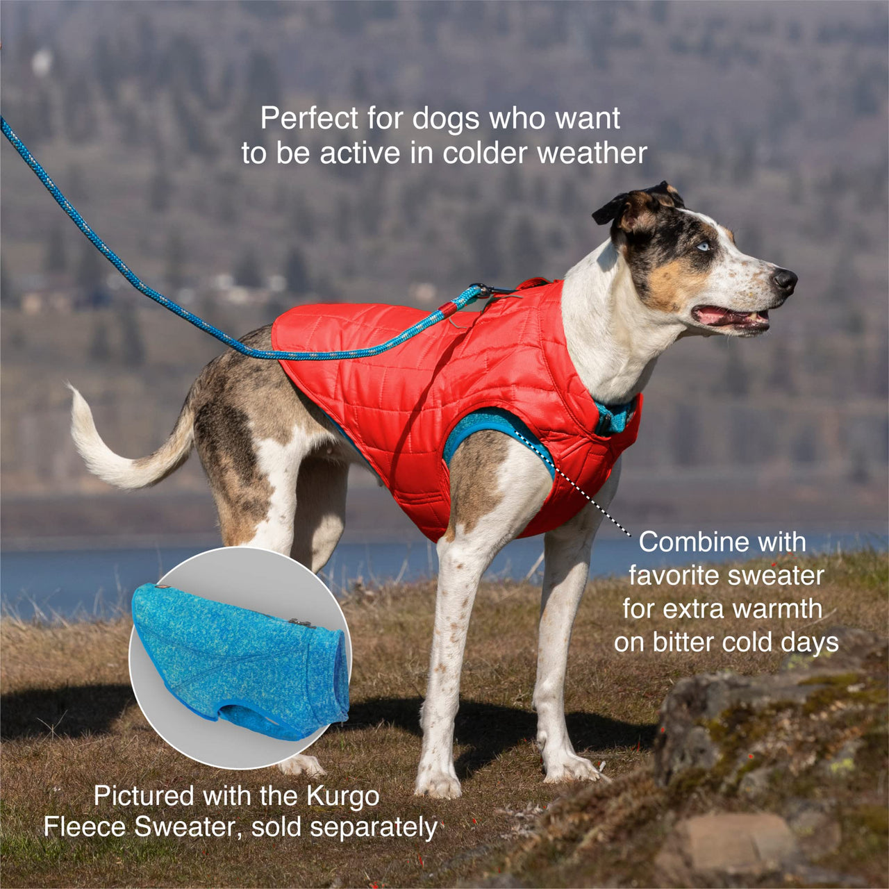 Kurgo Loft Dog Jacket, Reversible Dog Coat, Wear with Harness or Sweater, Water Resistant, Reflective, Winter Coat For Large Dogs (Fall Festival, L) Fall Festival