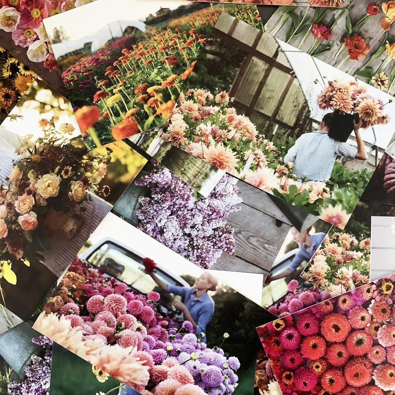Floret Farm's  Cut Flower Garden: 100 Postcards (Floral Postcards, Botanical Gifts) Floret Farm Cut Flowers