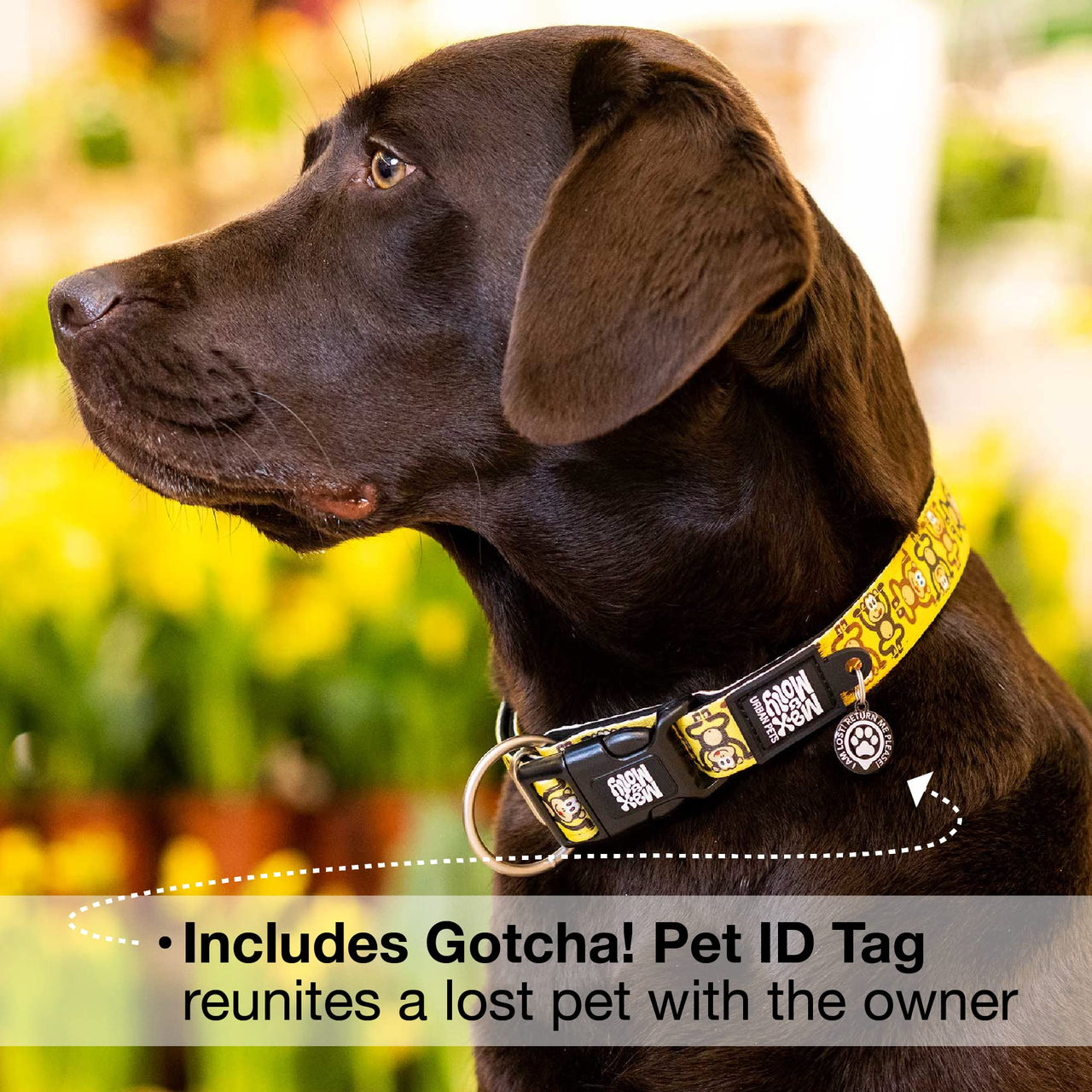 Max & Molly Soft Padded Neoprene Dog Collar w/Smart ID Gotcha! QR Pet Safety Tag, Durable, Waterproof, Anti-Stink, Machine Washable Collar for Dogs, Monkeys Pattern, L