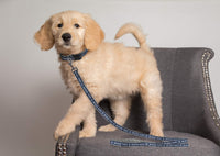 MLB PET Leash, Medium, San Diego Padres Dog Leash, Baseball Team Leash for Dogs & Cats. A Shiny & Colorful Dog & Cat Leash with Emboridered Team Name/Logo Licensed by the MLB
