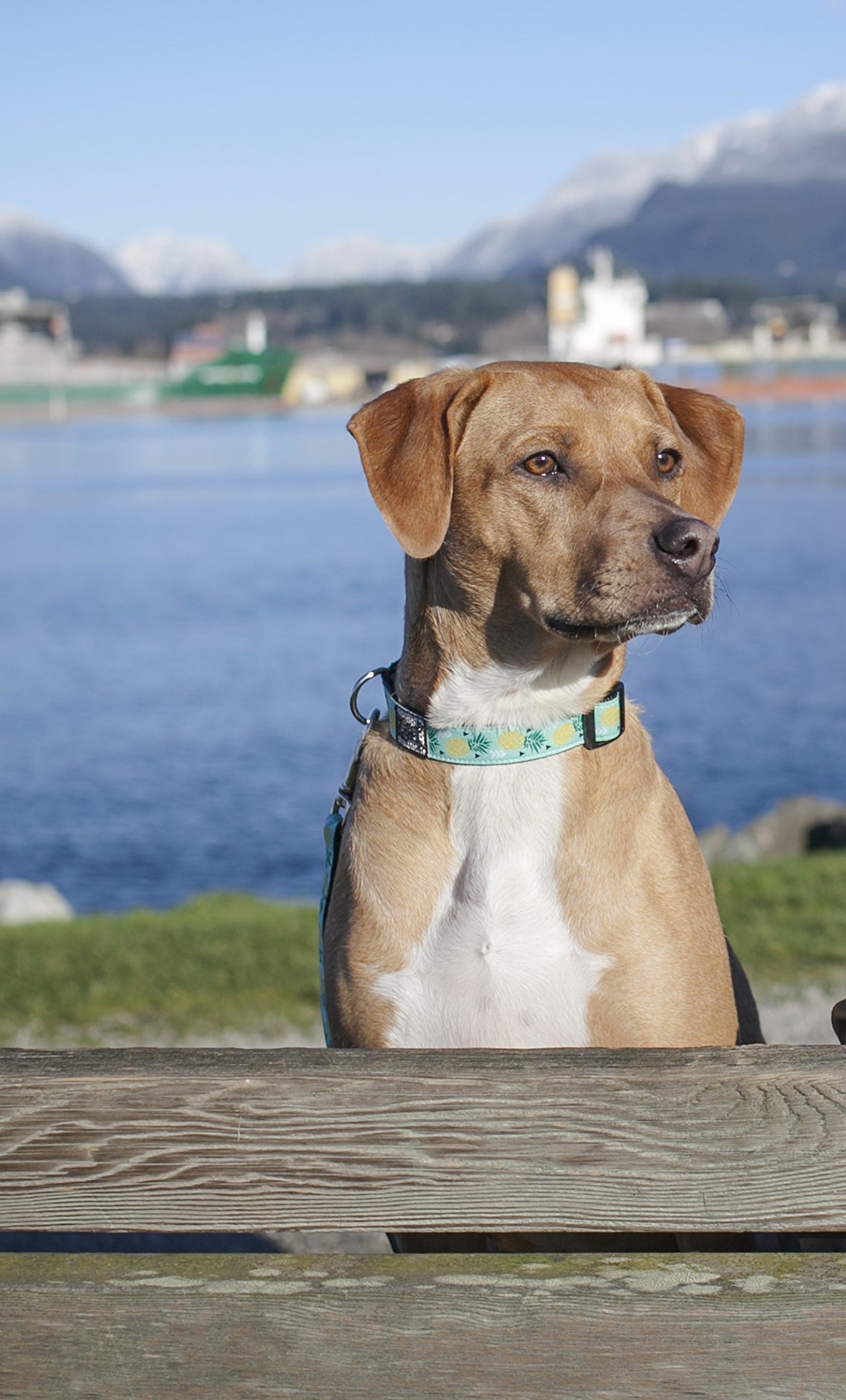 RC Pets 1 Inch Adjustable Dog Clip Collar, Medium, Pineapple Parade M (Neck: 12"-20", Strap Width: 1")