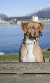 RC Pets 1 Inch Adjustable Dog Clip Collar, Medium, Pineapple Parade M (Neck: 12