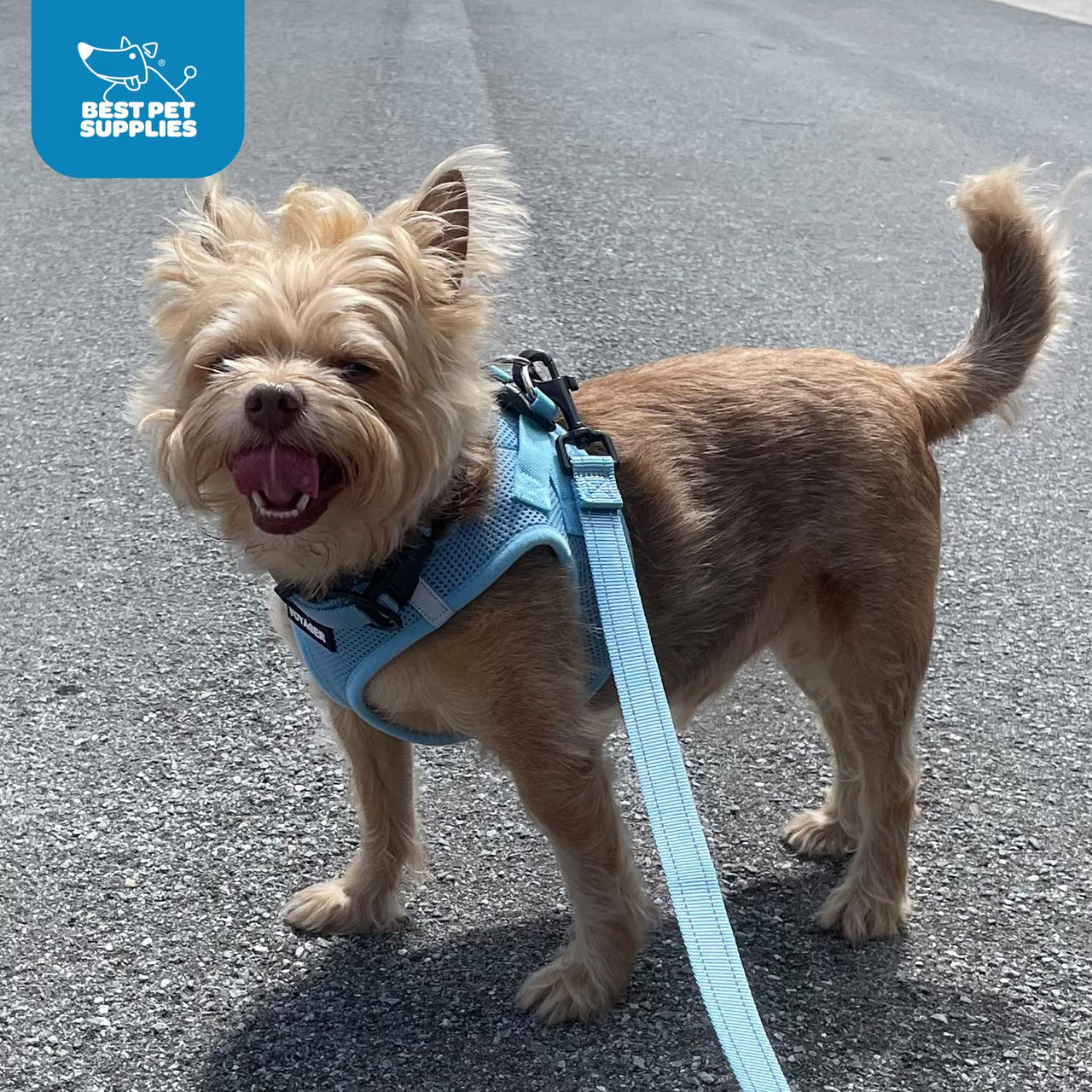 Voyager Step-in Air All Weather Mesh Harness and Reflective Dog 5 ft Leash Combo with Neoprene Handle, for Small, Medium and Large Breed Puppies by Best Pet Supplies - Blue/Black Trim, Small Harness Leash Bundle (Blue/Black Trim) S (Chest: 14.5 - 16")