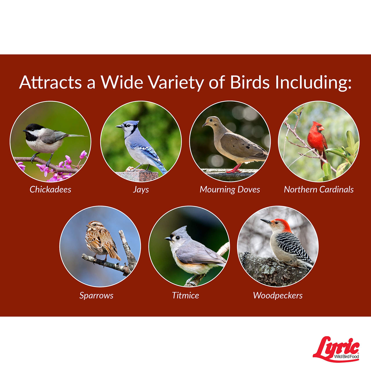 Lyric Golden Safflower Seed - Attracts Cardinals, Chickadees, Woodpeckers & More - 12 lb Bag 12 Pound (Pack of 1)