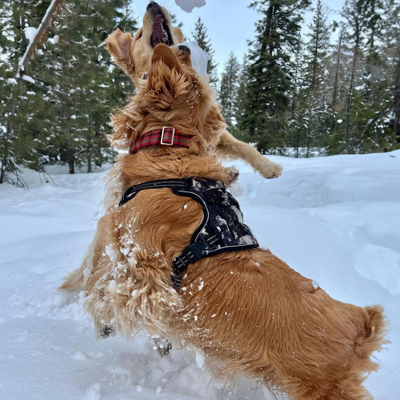 Dog Harness Dual Leash Attachment No-Pull Control Adjustable Soft but Strong Pet Harness for Medium and Large Dogs with 3M Reflective Technology - Black, XS (Chest: 13 - 16") XS (Chest: 13 - 16") Harness (Black Nylon)