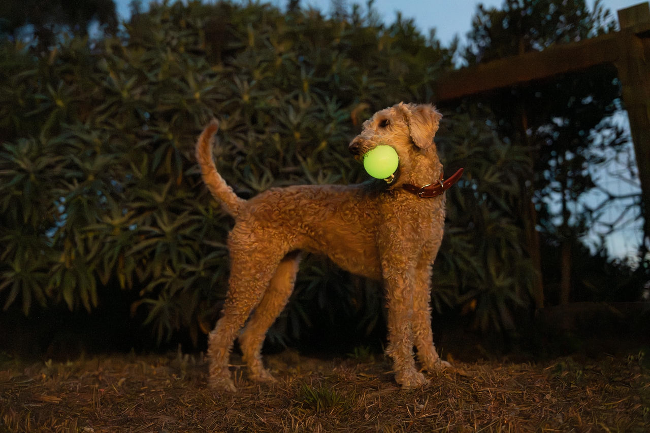 Harry Barker Rubber Balls and Rubber Chew Stick, Rubber Bone for Dogs - 2.5" Glow Balls