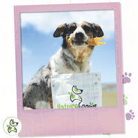 Nature Gnaws Mixed Beef Tendons & Paddywack for Dogs - Premium Natural Beef Dental Bones - Long Lasting Tasty Dog Chew Treats - Puppy Training Reward 8 Ounce (Pack of 1)